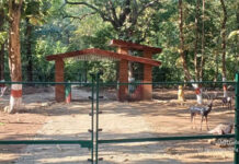 वन विभाग के लिए फायदे का सौदा साबित हो रही मोहान में जंगल सफारी