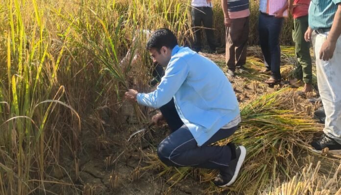 सुबह-सुबह किसान बन पहुंचे डीएम सविन, खेत में किसानों संग की धान की कटाई… 